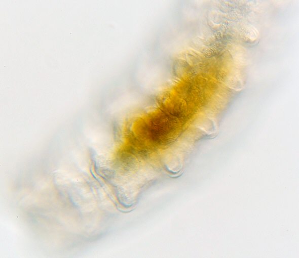 [ <i>Diphascon</i> B&auml;rtierchen von Rand des Isarkanals, Dorsalansicht. 