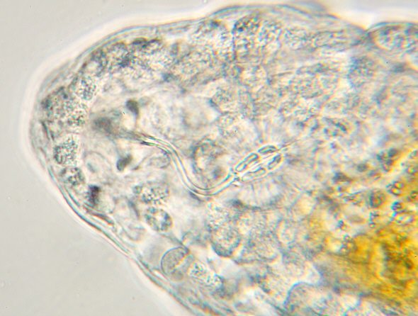 [ <i>Diphascon</i> B&auml;rtierchen von Rand des Isarkanals, Kopfregion. ]