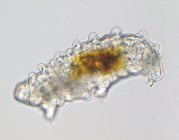 [ Diphascon tardigrade from Munich, lateral view. ]