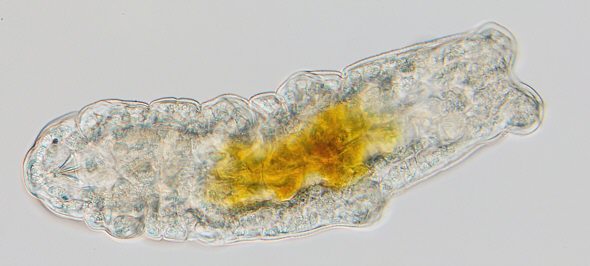 [ Diphascon vom Rand des Isarkanals ]