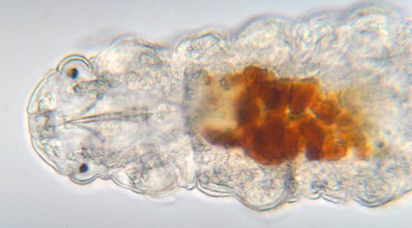 [ Diphascon tardigrade from Munich, young animal, head region. 