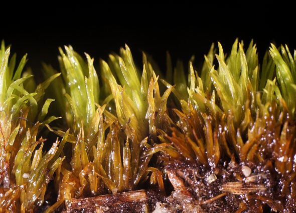 [ Moos vom Rand des Isarkanals ]