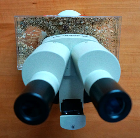 [ <Mon Cherie> Mikro-Aquarium unter dem Stereomikroskop ]