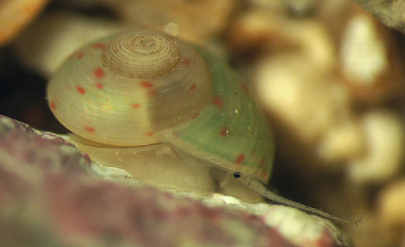 [ Sea snail in the micro aquarium ]