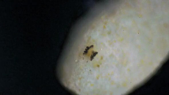 [ Florarctus im Stereomikroskop ]