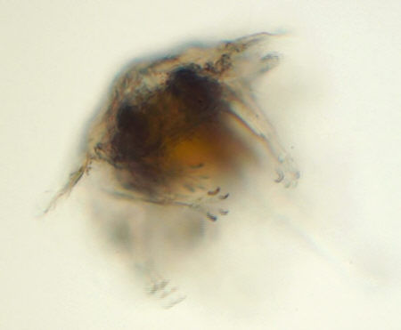 [ Florarctus frontal ]