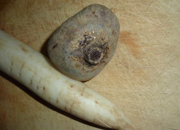 [ Meerrettich und Rote Beete mit Bodenresten ]