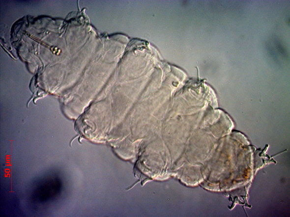 [ Ramazzottius oberhaeueseri auf Roter Beete ]