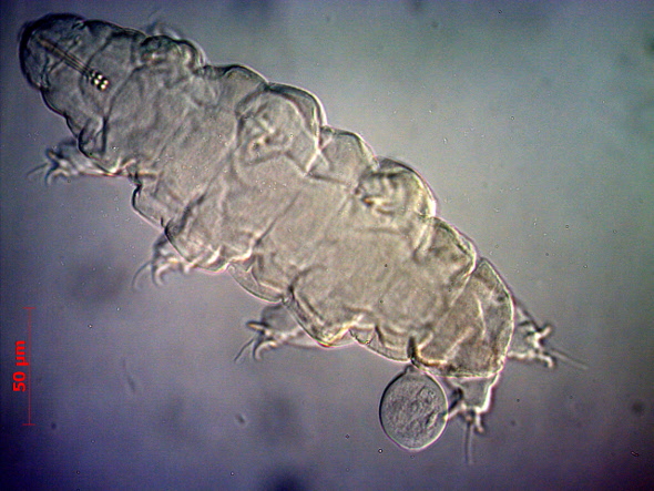[ Ramazzottius oberhaeuseri auf Roter Beete, mit Parasit ]