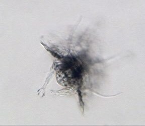 [ Florarctus sp., frontal ]