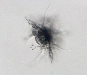 [ Florarctus sp., frontal ]