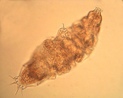 [Bärtierchen Milnesium tardigradum (jpg-Datei)]