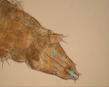 [ Tardigrades, images, mouth region of Milnesium tardigradum ]