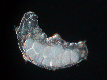 [ tardigrade, egg cells ]