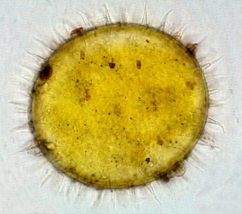 [ tardigrades, egg ]