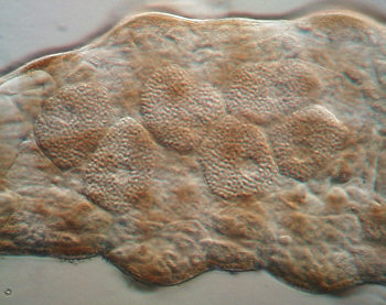 [ tardigrade, eizellen ]