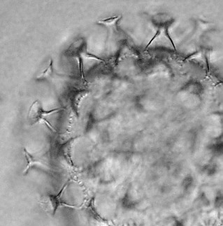 [ tardigrades, egg ]