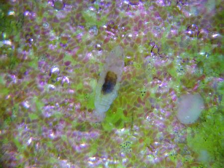[ Dactylobiotus dispar auf Seerosenblatt ]