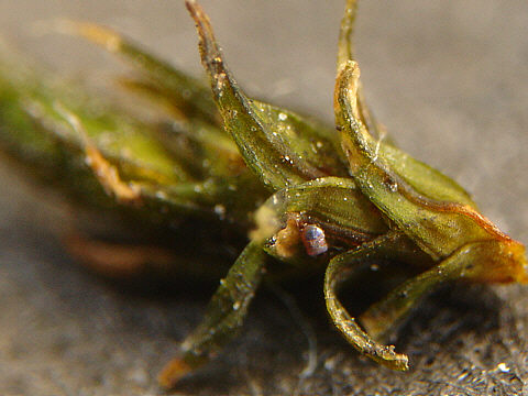 [ B�rtierchen, Genus Echiniscus, Trockenzustand ]