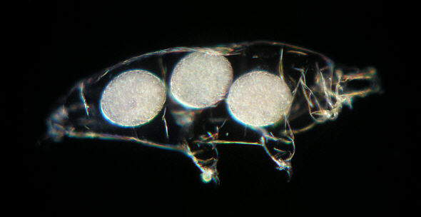 [ B�rtierchen-Gelege, Milnesium tardigradum ]