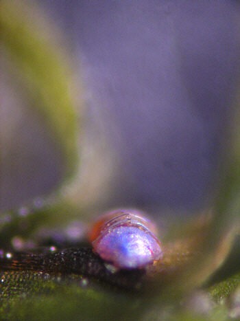 [ B�rtierchen, Genus Echiniscus ]