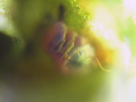 [ B�rtierchen, Genus Echiniscus ]