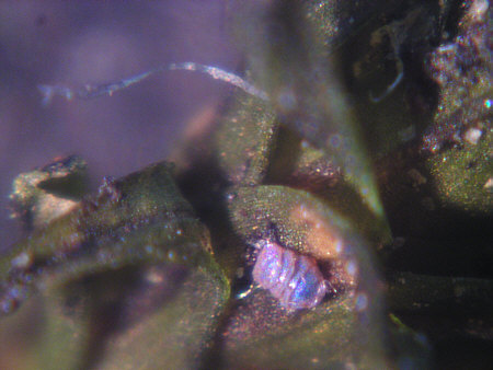 [ B�rtierchen, Genus Echiniscus ]