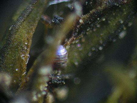 [ B�rtierchen, Genus Echiniscus, Trockenzustand ]
