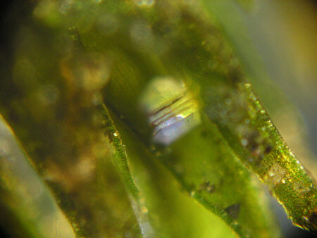 [ B�rtierchen, Genus Echiniscus ]