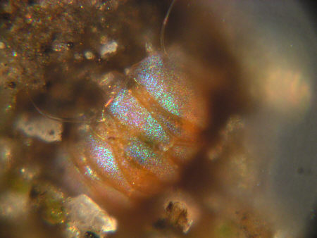 [ B�rtierchen, Genus Echiniscus ]