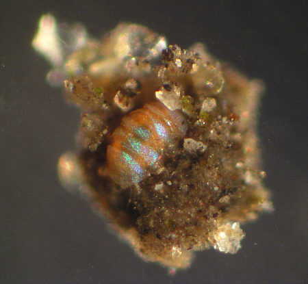 [ B�rtierchen, Genus Echiniscus ]