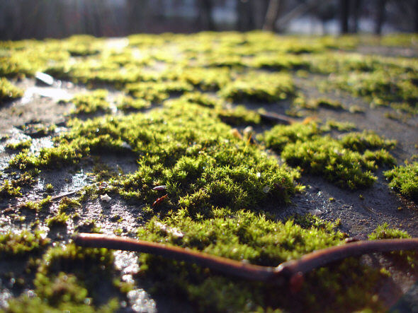 [ Isar moss with tardigrades ]