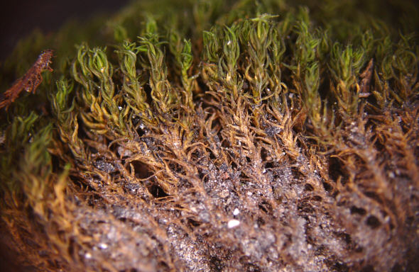 [ Isar moss with tardigrades ]