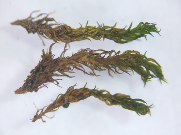 [ Isar moss with tardigrades ]