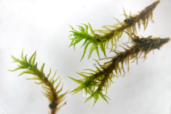 [ Isar moss with tardigrades ]