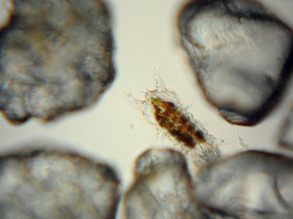 [ Baltic Sea tardigrade, total view ]