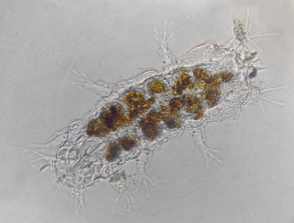 [ Baltic Sea tardigrade, total view ]