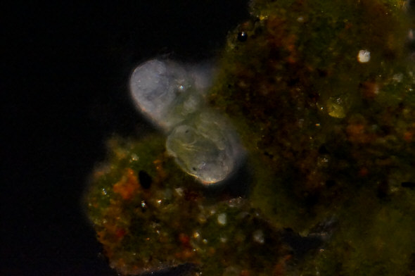 [ B&auml;rtierchenlebensraum Pflasterritzenmoos ]