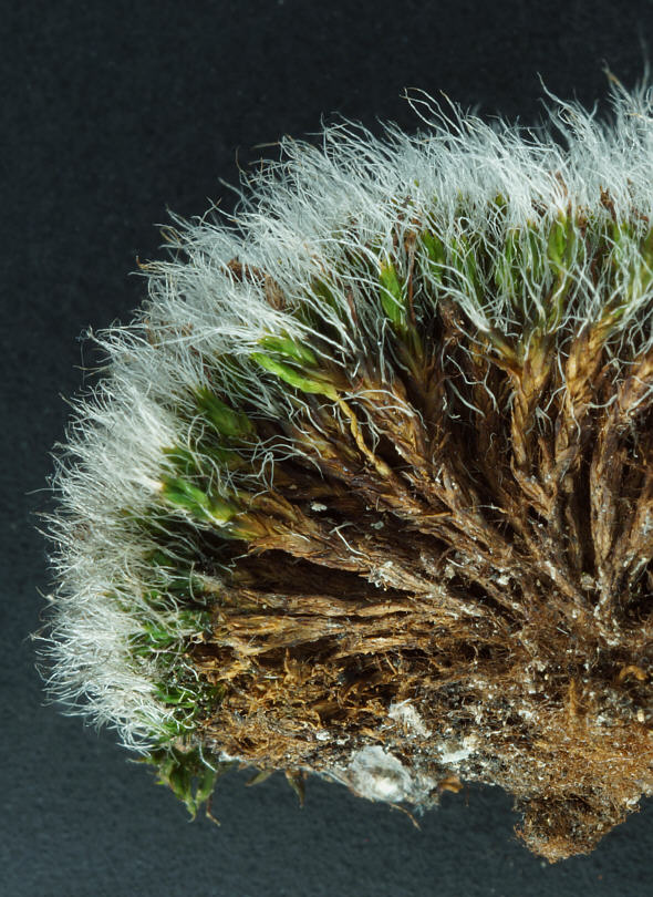 [ Grimmia Moos ]