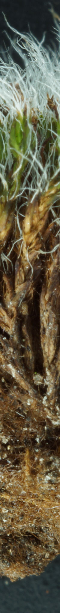 [ Grimmia pulvinata Hochhaus ]