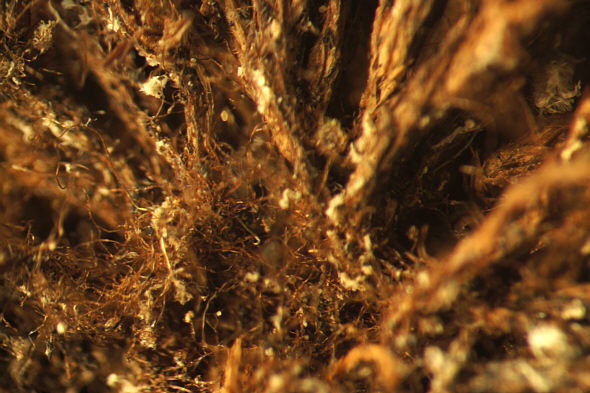 [ Grimmia Rhizoide ]