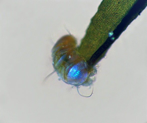 [ B&auml;rtierchen auf der Spize eines Moospfl&auml;nzchens ]