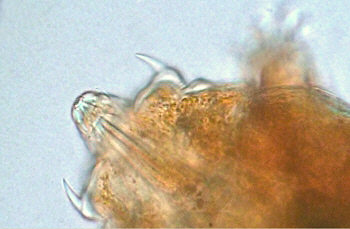 [tardigrades cornechiniscus cornutus]