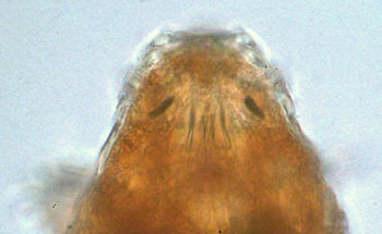 [tardigrades cornechiniscus cornutus]