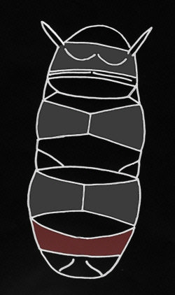 [tardigrades cornechiniscus cornutus ]