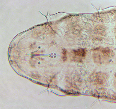[ Tardigrada, tardigrades: Ramazzottius oberhaeuseri ]