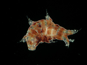 [ Tardigrada, tardigrades: Ramazzottius sp.]