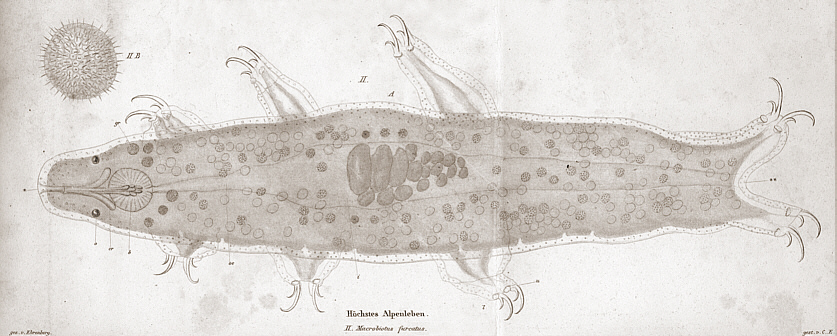[ historical tardigrade illustration: mountain inhabitant ]