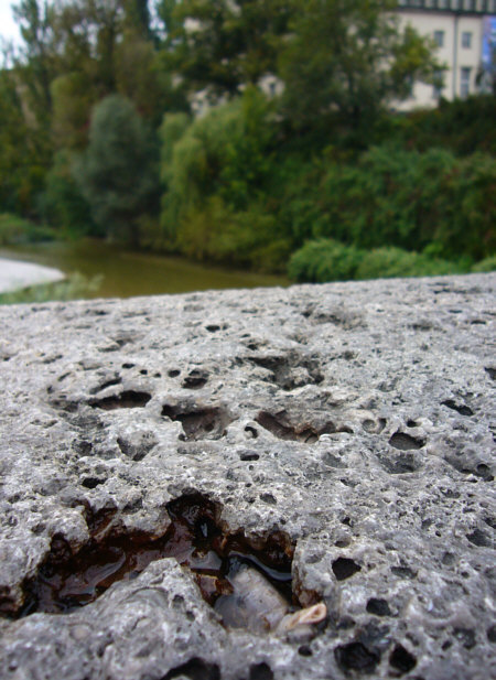 [ micro biotope catastrophy ]