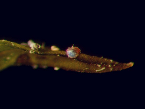 [ For comparison: tardigrade "tun" as seen under a classical dissecting micriscope ]